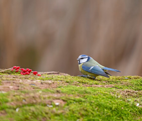 The Eurasian blue tit (Cyanistes caeruleus) is a small passerine bird in the tit family, Paridae. 