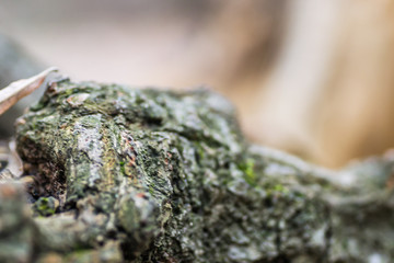 It is comprised of broken deciduous trees 