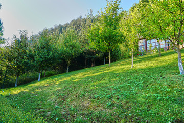 Fruit trees in the backyard garden