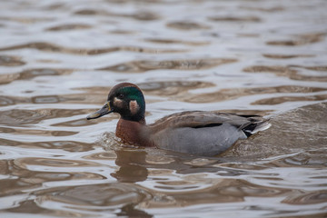 Mallard duck is not typically colored. Mallard with not typical plumage.