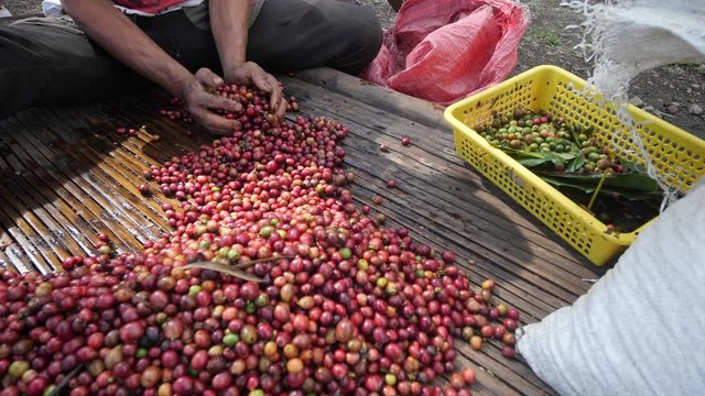 A male farmer's hand segregating ripe and raw coffee berries.