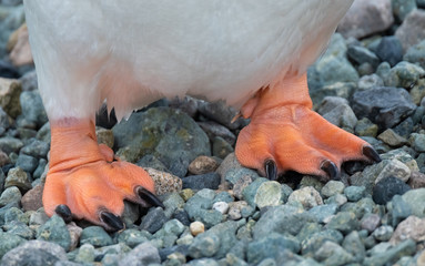 Closeup of the webbed feet of a gentoo penguin on a remote beach in Chiriguano Bay, Danko Island, Antarctic Peninsula, Antarctica