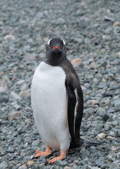 Obraz premium Closeup of a curious gentoo penguin on a remote beach in Chiriguano Bay, Danko Island, Antarctic Peninsula, Antarctica