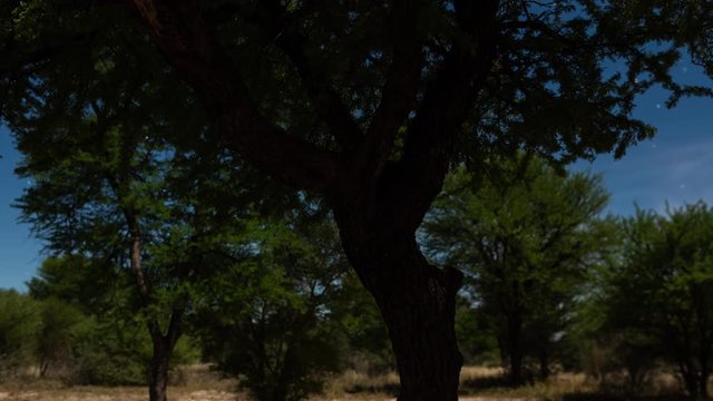 Linear timelapse of Acacia tree, semi-silhoutte in early winter African scene, moonlight landscape, shadows and scattered clouds, with focus pull to grassy landscape in distance and starry night sky.