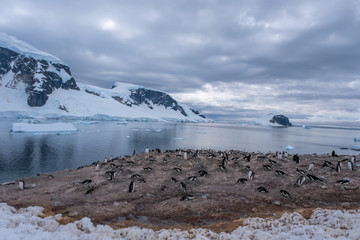 Crowded gentoo penguin breeding colonies (rookeries) on rocky outcrops surrounded by stuuning icy landscapes, Antarctica