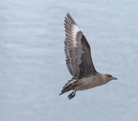 Great Skua flying over a breeding penguin colony for a chance to steal an egg or chick, Danko Island, Antarctica