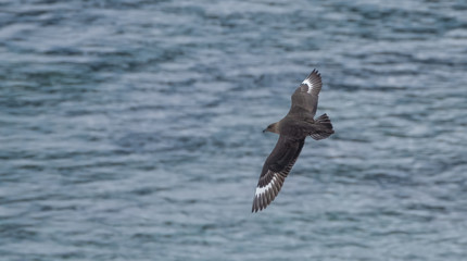 Great Skua flying over a breeding penguin colony for a chance to steal an egg or chick, Danko Island, Antarctica