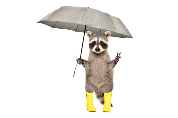Funny raccoon in yellow rubber boots standing under an umbrella isolated on white background