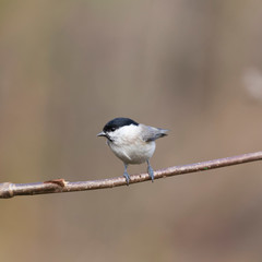 The marsh tit (Poecile palustris) is a passerine bird in the tit family Paridae.
