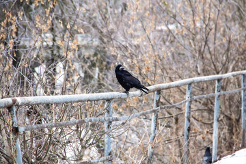 A Black crow sitting on a metal fence with trees in the background