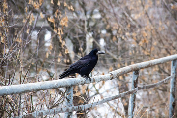 A Black crow sitting on a metal fence with trees in the background