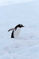 A gentoo penguin climbing snowy hills back to the rookery, Chiriguano Bay, Danko Island, Antarctic Peninsula, Antarctica