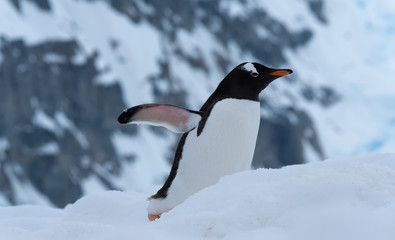A gentoo penguin climbing the steep show highway back to the rookeries, Danko Island, Antarctic Peninsula, Antarctica © Luis