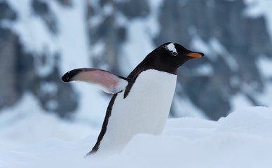 A gentoo penguin climbing the steep show highway back to the rookeries, Danko Island, Antarctic Peninsula, Antarctica