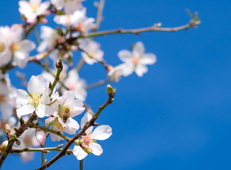 White almond flowers with bee and green buds on branch.  Beautiful blooming almond tree on blue sky background in Spain in January. Flowering trees as a symbol of the coming spring. Roses, Catalonia.