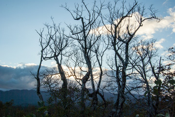 Fototapeta na wymiar 夕焼けに浮かぶ影絵の木々