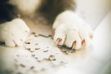 The playful grey cat's clawed paws lie on scattered puzzles. A pet collects a puzzle.