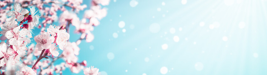 Blossoming apricot tree branches with copy space web banner: spring time concept - Powered by Adobe