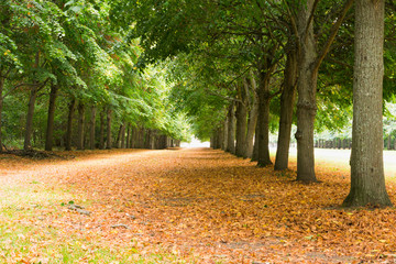 Line of trees with fallen leaves