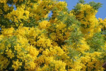 Blooming yellow Mimosa scabrella tree on blue sky background. Yellow spring flowers. Festive springtime natural backdrop. 