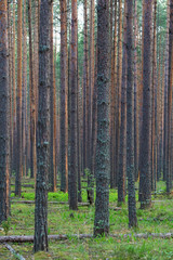 Wonderful pine forest in spring. European pine forest