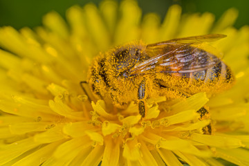 Honey bee on a dandelion flower stuck with yellow pollen. the bee is covered with pollen, the bee works on the flower