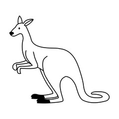 cute australian kangaroo on white background