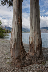Lake Wakatipu Queenstown Ne Zealand