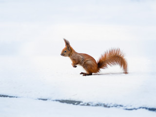 Naklejka na ściany i meble Cute funny red squirrel sitting in the snow