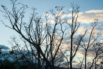 夕焼けに浮かぶ影絵の木々