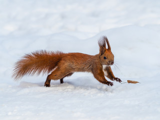 Cute funny red squirrel running through the snow