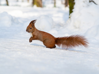 Cute funny red squirrel running through the snow
