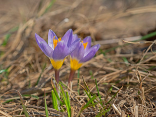 Crocus flowers in spring in full bloom.