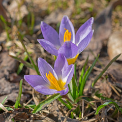 Crocus flowers in spring in full bloom.