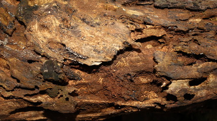 Weathered wood on land that is eaten by termites