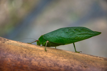 Close-up of a green walking leave on a branch