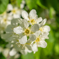 Flowers of bird cherry (Prunus padus) close up.