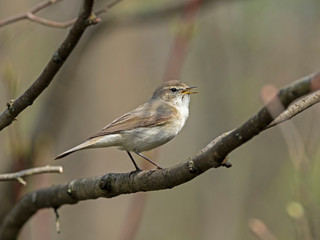 Common Chiffchaff (Phylloscopus collybita) perched on a branch. The common chiffchaff (Phylloscopus collybita), or simply the chiffchaff, is a common and widespread leaf warbler. 