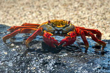 Crab on a rock on the Galapagos Islands