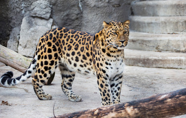 Amur leopard. This is a predatory mammal from the cat family. Unique species under threat of extinction.