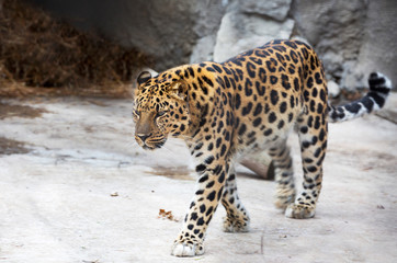 Amur leopard. This is a predatory mammal from the cat family. Unique species under threat of extinction.