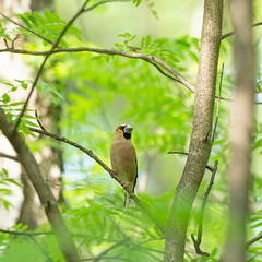 The hawfinch (Coccothraustes coccothraustes) is a passerine bird in the finch family Fringillidae.