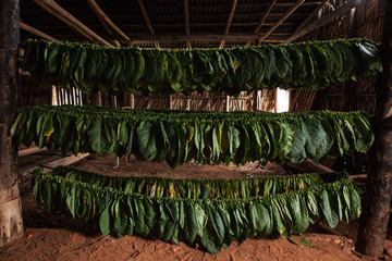 Drying shack and tobacco field in Vinales, Cuba.
