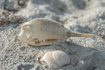 Dead fish with skin pattern