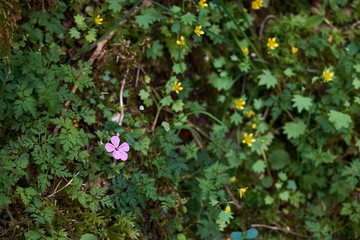 Fototapeta na wymiar Flowering Caucasian Mountain Canyon vegetation.Balda canyon vegetation