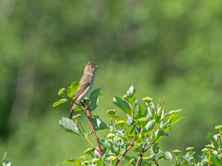 The common rosefinch (Carpodacus erythrinus) or scarlet rosefinch is the most widespread and common rosefinch of Asia and Europe.