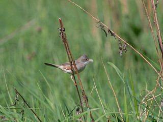 The common whitethroat (Sylvia communis) is a common and widespread typical warbler which breeds throughout Europe.