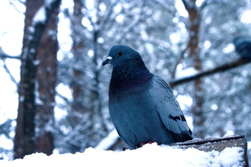 A lonely dove. A bird sits on a snowy branch. Against the background of a blurred forest.