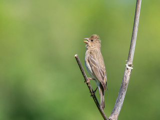 The common rosefinch (Carpodacus erythrinus) or scarlet rosefinch is the most widespread and common rosefinch of Asia and Europe.