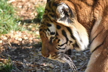 tiger in zoo
